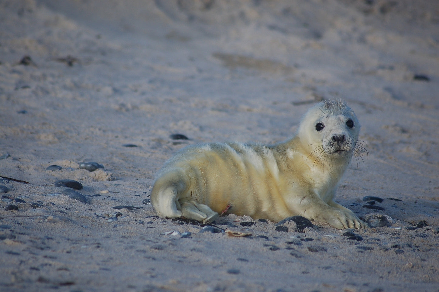 Glücksmomente II - Begegnungen mit wildlebenden Tieren an der Nordseeküste